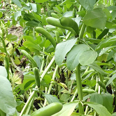 六盤山蠶豆