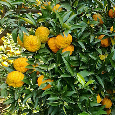 華容道皺皮柑