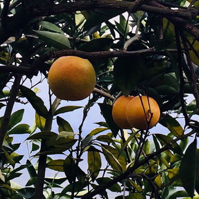 黔陽大紅甜橙