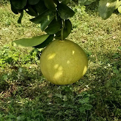 張家界菊花芯柚