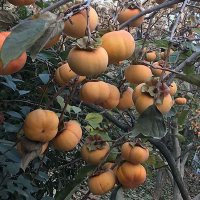 華寧柿子