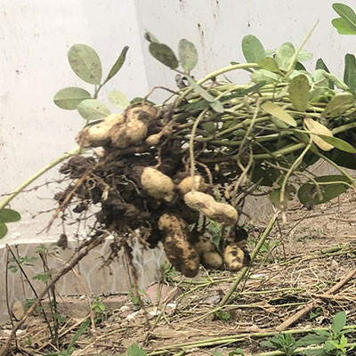 鳳陽花生