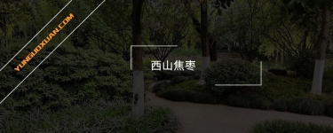 西山焦棗