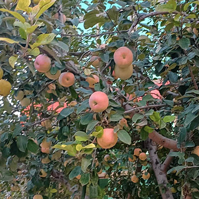 瓦房店紅富士蘋果