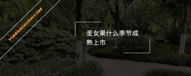 圣女果什么季節(jié)成熟上市？