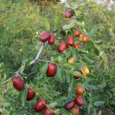 朝陽(yáng)大棗