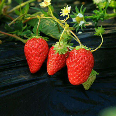 莊河草莓