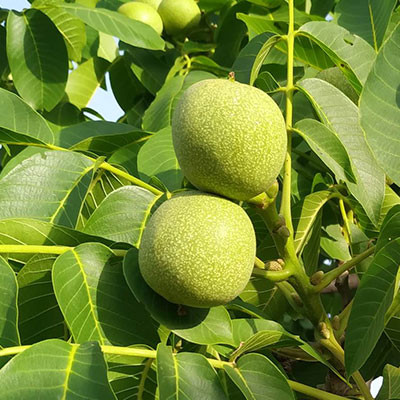 麥積核桃