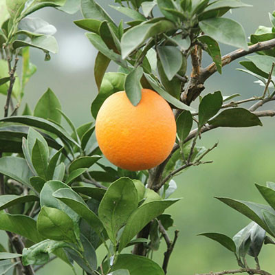 興山錦橙