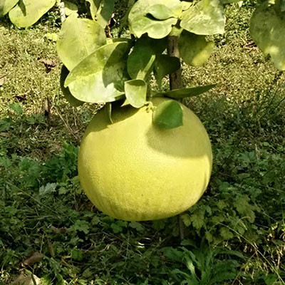 沼山胡柚