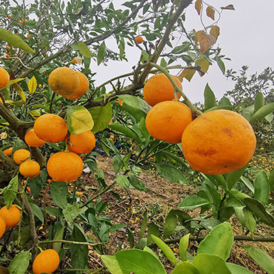 陽(yáng)新柑桔