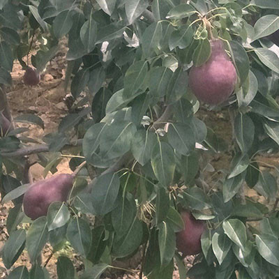 陜州紅梨