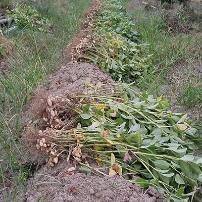 正陽(yáng)花生