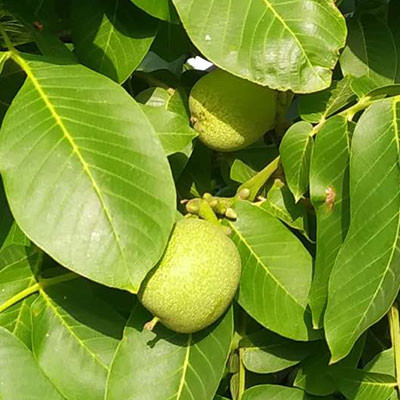 朱陽(yáng)核桃