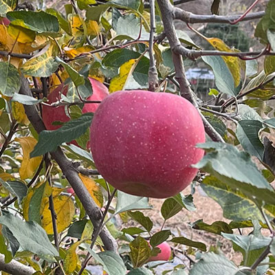 萬(wàn)榮蘋(píng)果