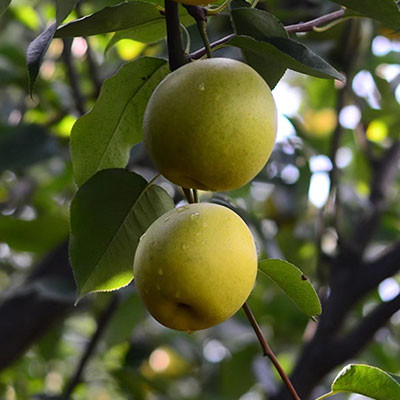 王過(guò)酥梨