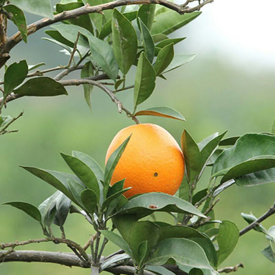 蓬華臍橙
