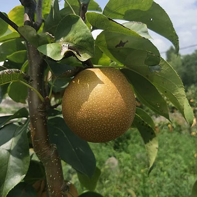威寧黃梨