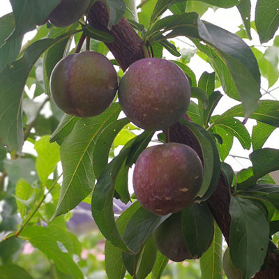 八步三華李