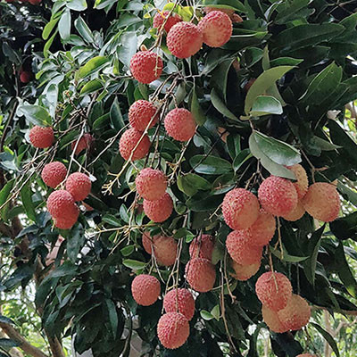欽北荔枝
