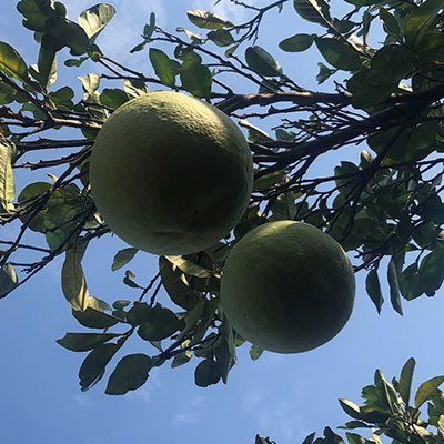 環(huán)江紅心香柚