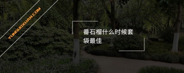番石榴什么時候套袋最佳？