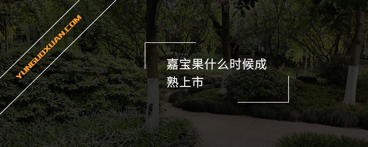 嘉寶果什么時(shí)候成熟上市？