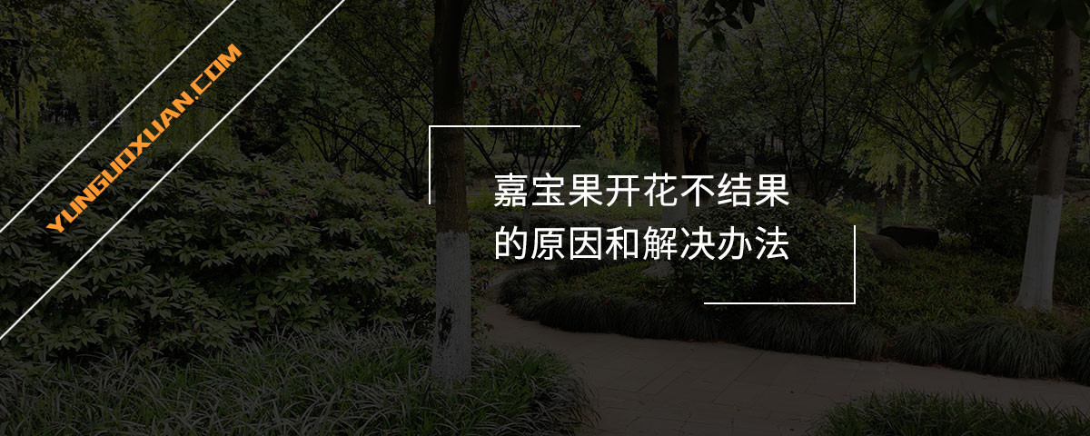 嘉寶果開花不結果的原因和解決辦法