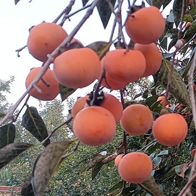 九寨溝柿子