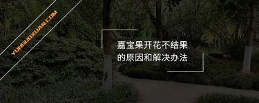 嘉寶果開花不結(jié)果的原因和解決辦法