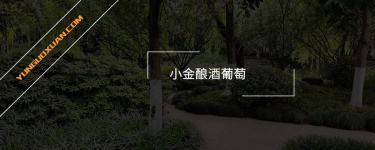 小金釀酒葡萄
