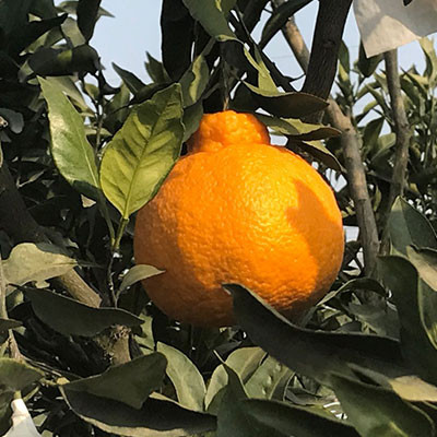 蒲江雜柑