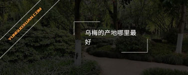 烏梅的產(chǎn)地哪里最好？