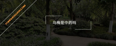 烏梅是中藥嗎？