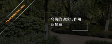 烏梅的功效與作用及禁忌