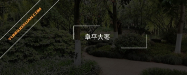 阜平大棗