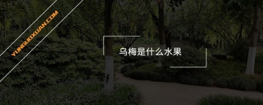 烏梅是什么水果？