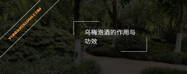 烏梅泡酒的作用與功效