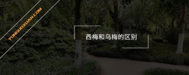 西梅和烏梅的區(qū)別
