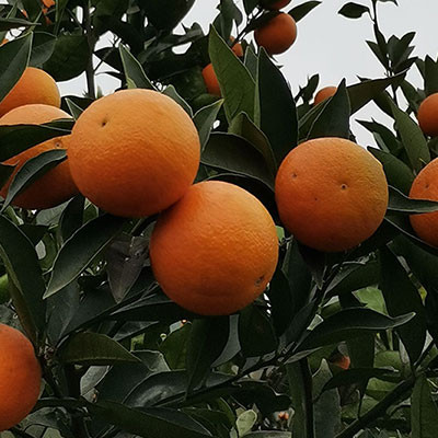 射洪金華清見