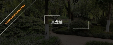 真龍柚