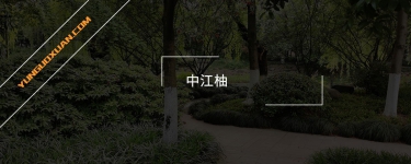 中江柚