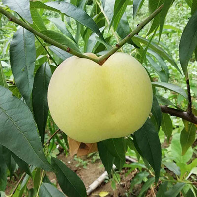 泗陽鮮桃