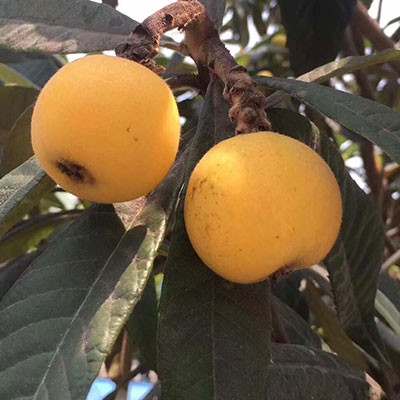 西山青種枇杷
